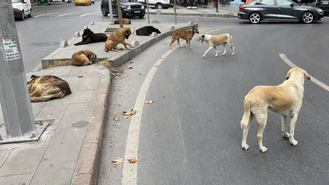 Sokak hayvanları düzenlemesi komisyonda kabul edildi