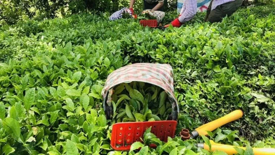 Yaş çay fiyatı belli oldu