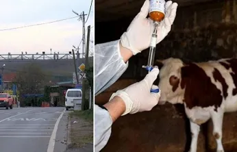 İstanbul Şile'de 21 mahalleye 'şap' karantinası