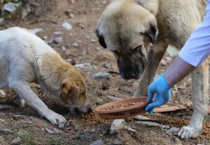 İstanbul'da sokak hayvanlarını kontrolsüz beslemek yasaklandı