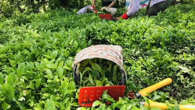 Yaş çay fiyatı belli oldu