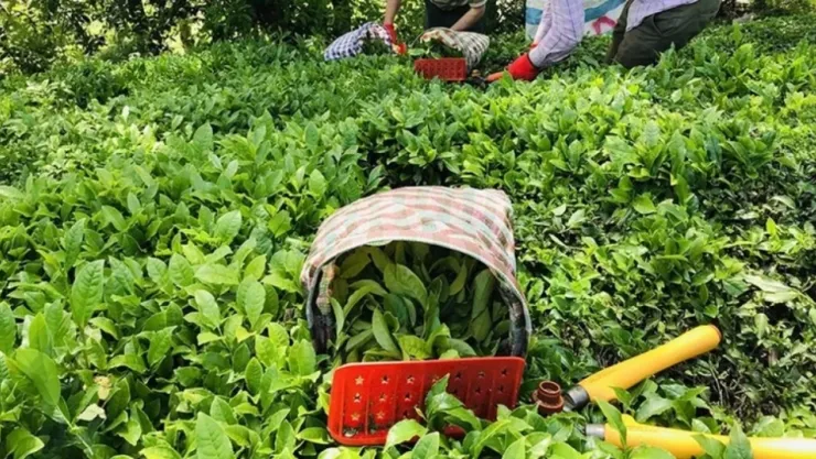 Yaş çay fiyatı belli oldu